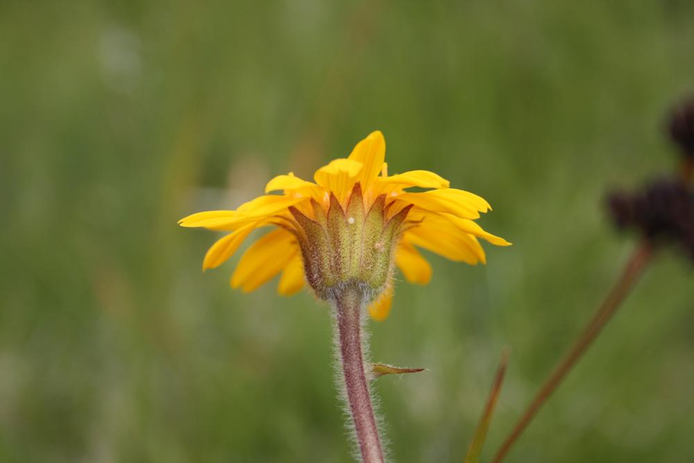 Arnica des montagnes, Herbe aux prêcheurs Arnica montana L., 1753