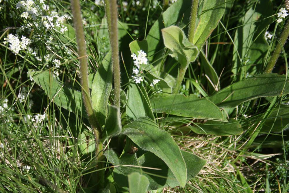 Arnica des montagnes, Herbe aux prêcheurs Arnica montana L., 1753