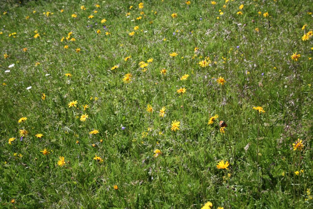Arnica des montagnes, Herbe aux prêcheurs Arnica montana L., 1753