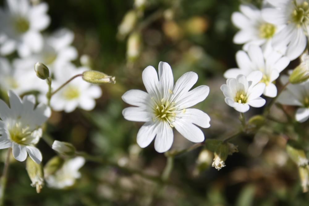 Céraiste des champs Cerastium arvense L., 1753