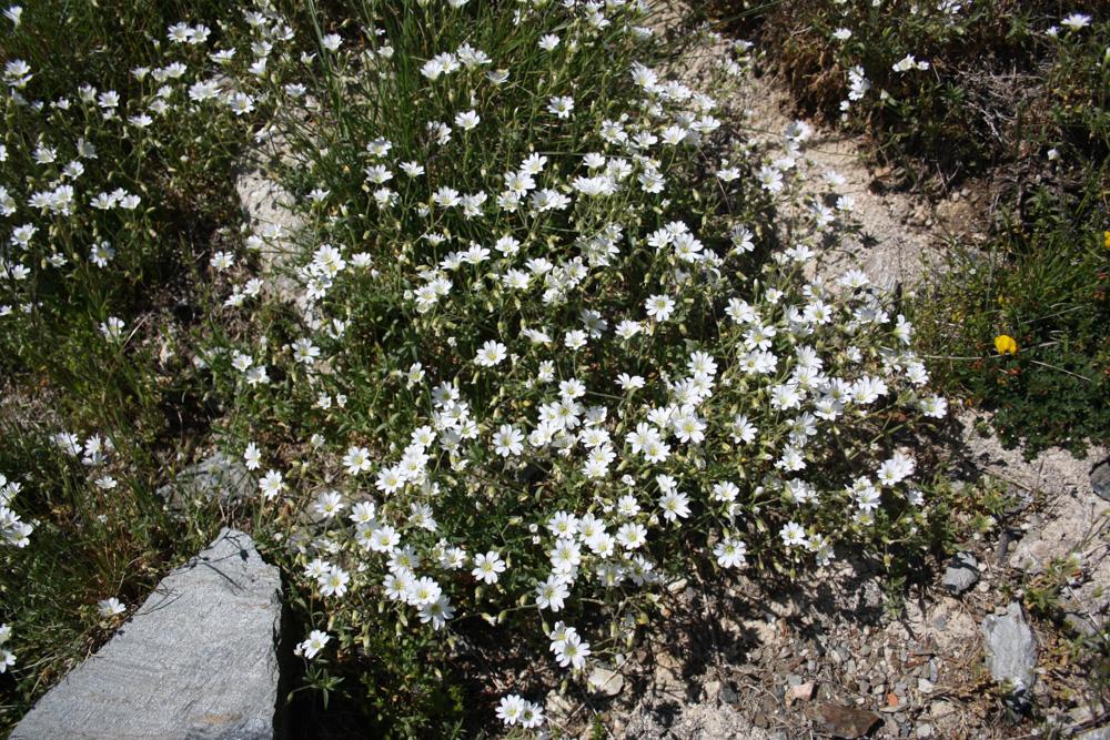 Céraiste des champs Cerastium arvense L., 1753