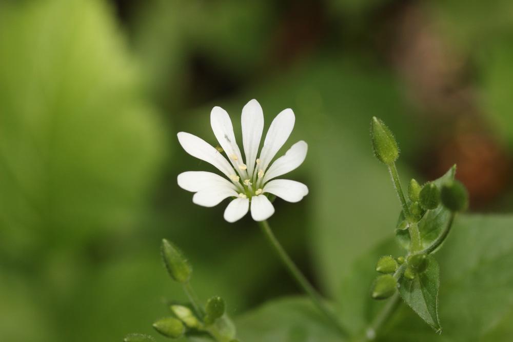 Stellaire des bois Stellaria nemorum L., 1753