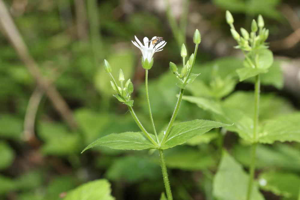 Stellaire des bois Stellaria nemorum L., 1753