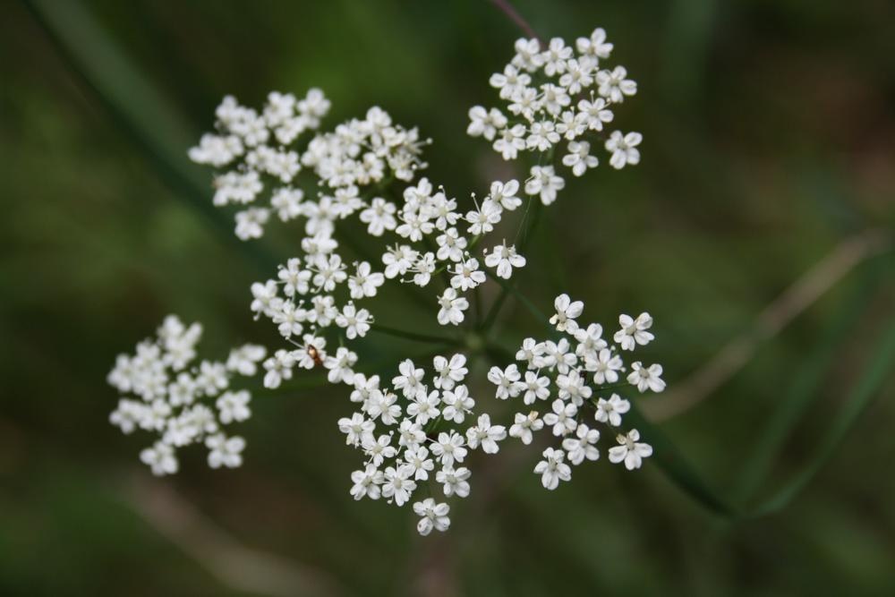 Conopode dénudé, Grand Conopode Conopodium majus (Gouan) Loret, 1886