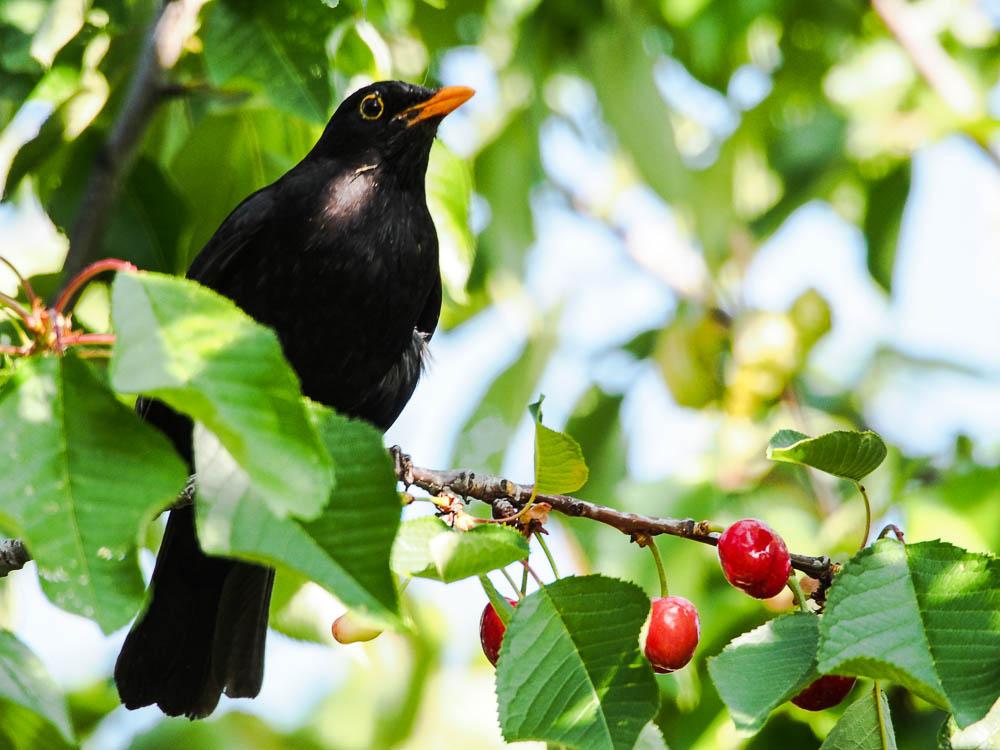 Merle noir Turdus merula Linnaeus, 1758