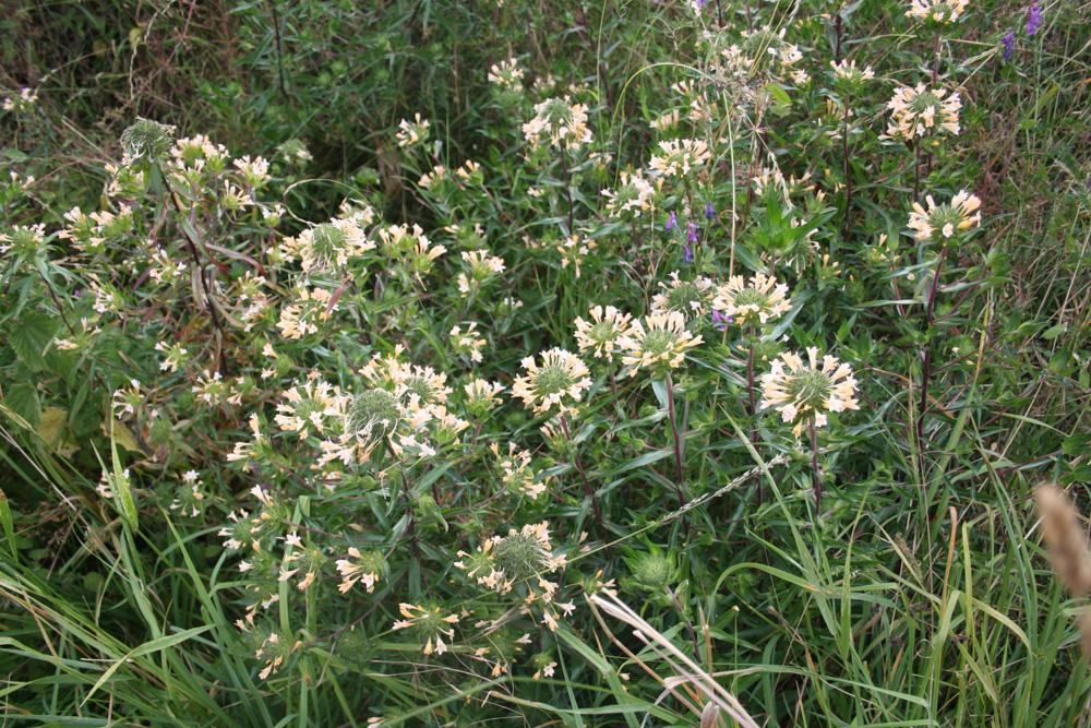 Collomia à grandes fleurs Collomia grandiflora Douglas ex Lindl., 1828