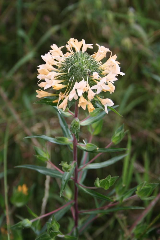 Collomia à grandes fleurs Collomia grandiflora Douglas ex Lindl., 1828