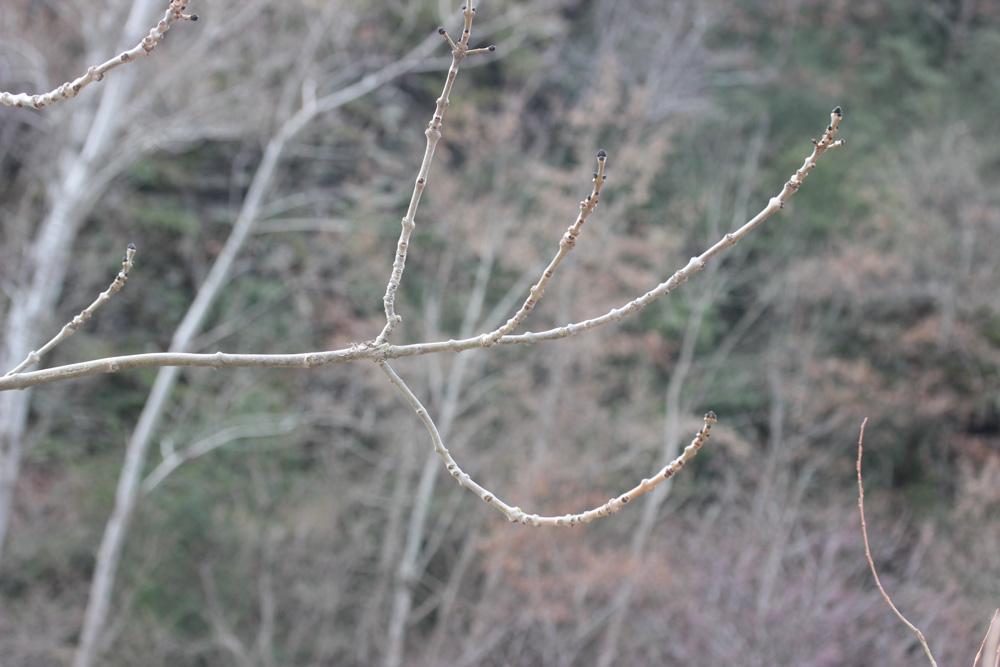 Frêne élevé, Frêne commun Fraxinus excelsior L., 1753