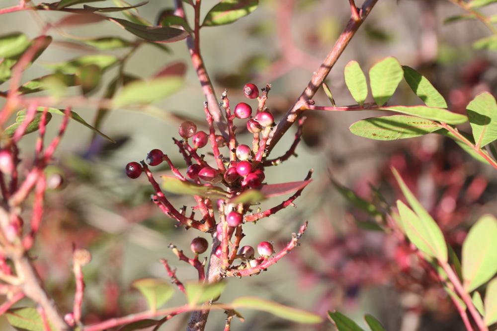 Pistachier hybride Pistacia x saportae Burnat, 1896
