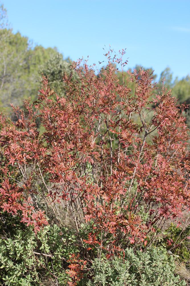 Pistachier hybride Pistacia x saportae Burnat, 1896