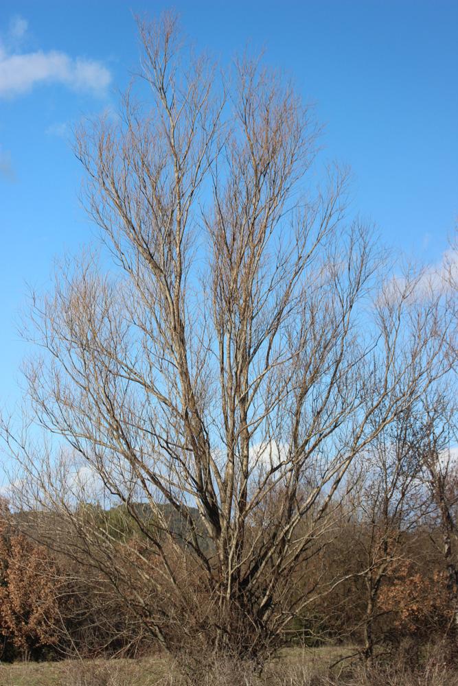 Saule blanc, Saule commun Salix alba L., 1753