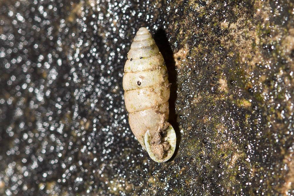 Maillot variable Granaria variabilis (Draparnaud, 1801)