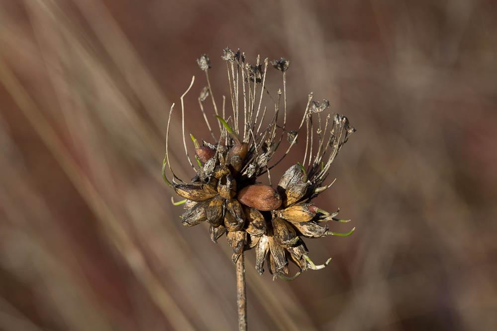 Ail maraîcher, Ail des endroits cultivés Allium oleraceum L., 1753