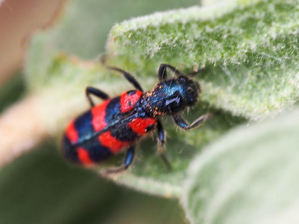 Clairon à épaulettes Trichodes leucopsideus (Olivier, 1795)
