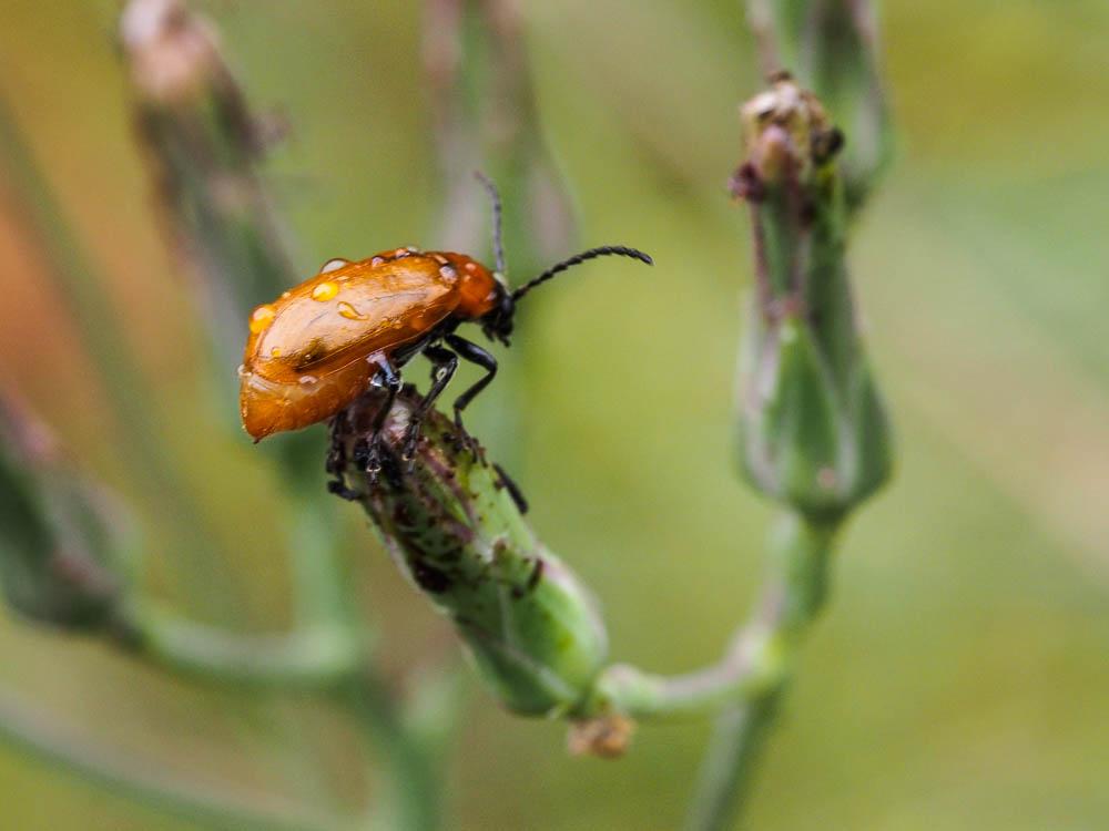 Lupérus portugais Exosoma lusitanicum (Linnaeus, 1767)