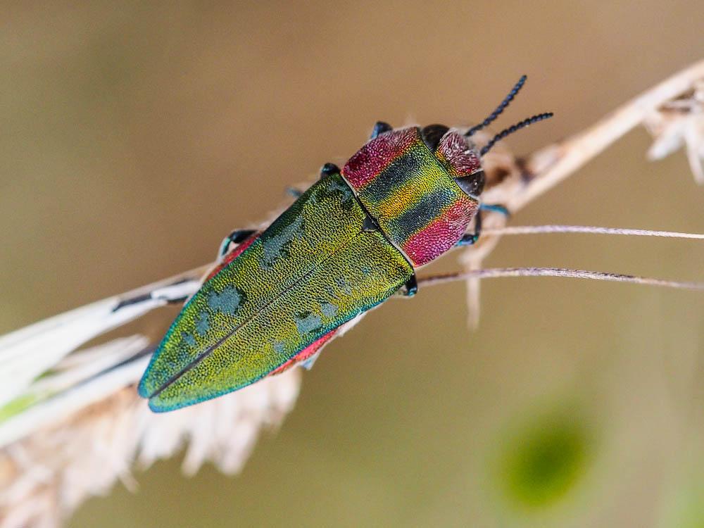 Bupreste hongrois Anthaxia hungarica (Scopoli, 1772)