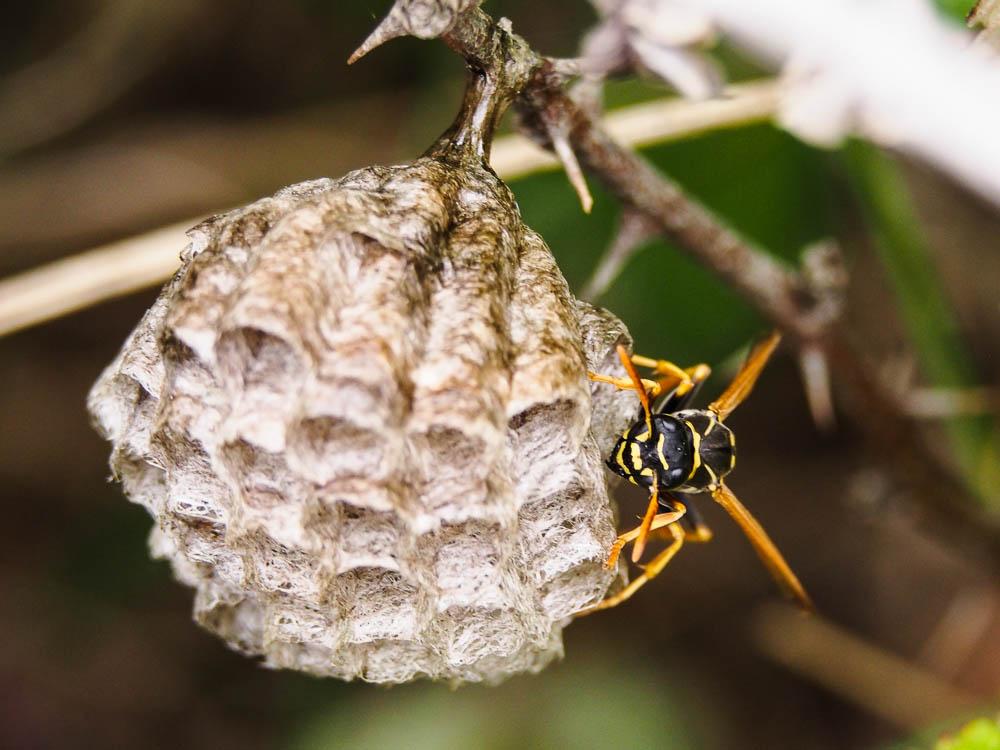  Polistes nimpha (Christ, 1791)