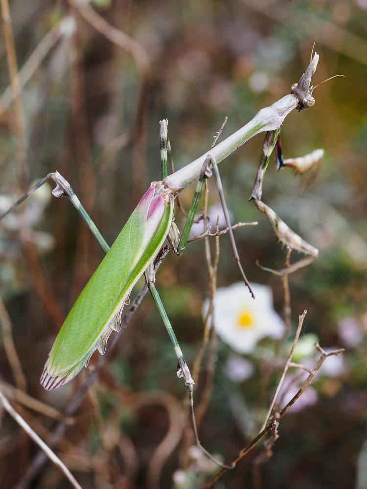Empuse commune, Diablotin Empusa pennata (Thunberg, 1815)