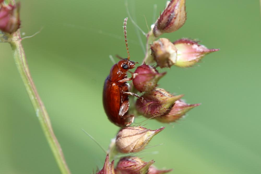 Sphaeroderma testaceum (Fabricius, 1775)