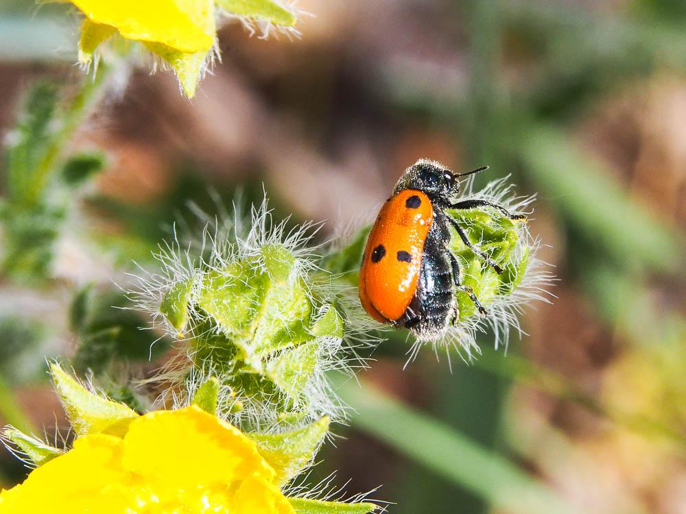 Lachnaia tristigma (Lacordaire, 1848)