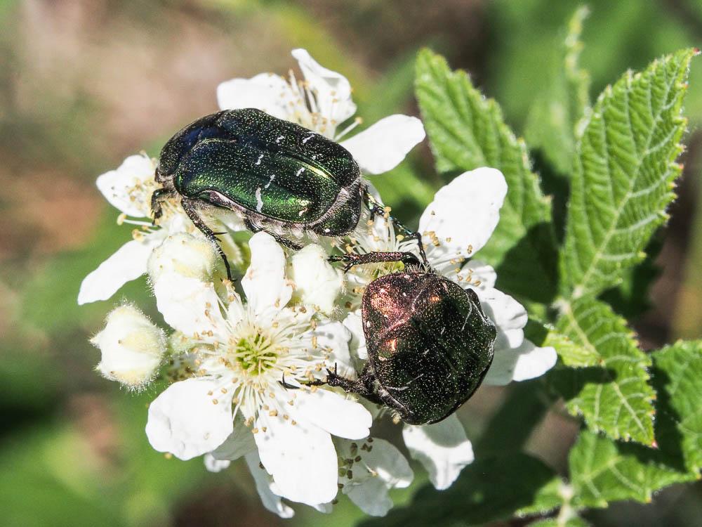 Cétoine dorée (la), Hanneton des roses Cetonia aurata (Linnaeus, 1758)