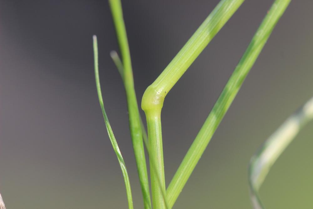 Éragrostide verdissante Eragrostis virescens J.Presl, 1830