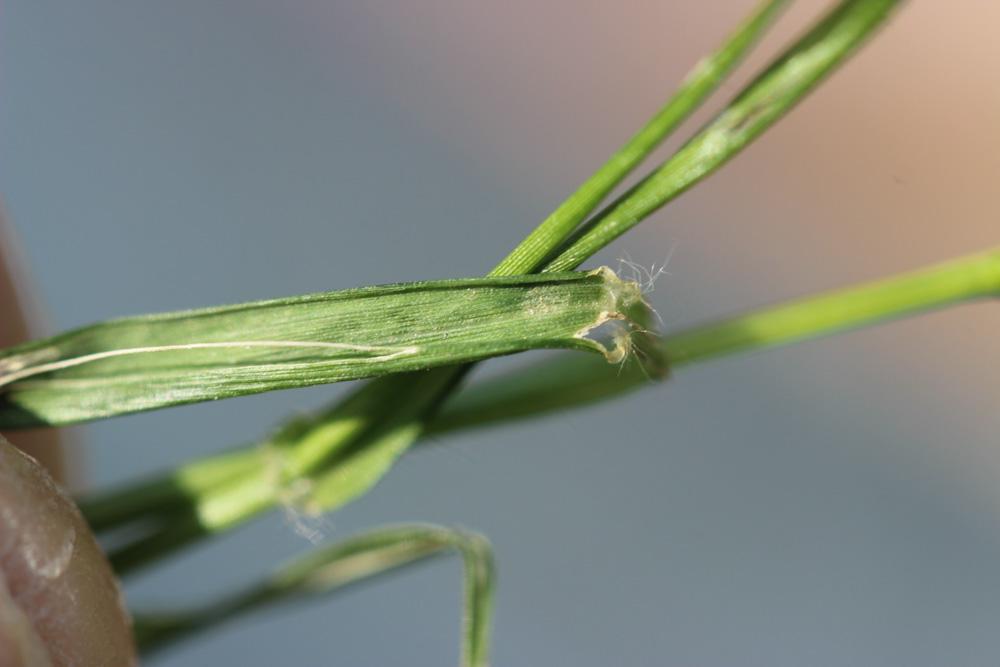 Éragrostide verdissante Eragrostis virescens J.Presl, 1830