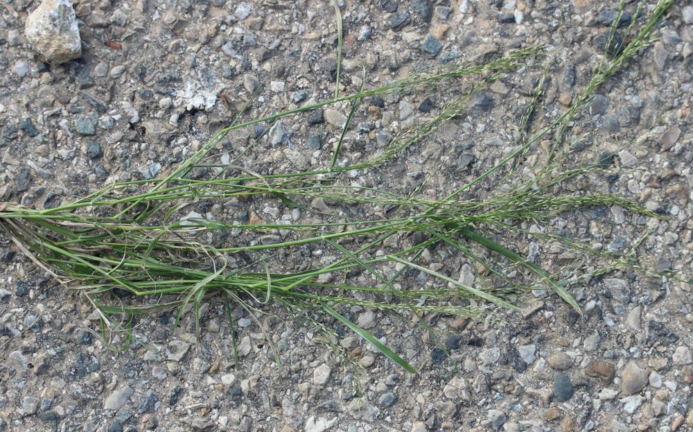 Éragrostide verdissante Eragrostis virescens J.Presl, 1830