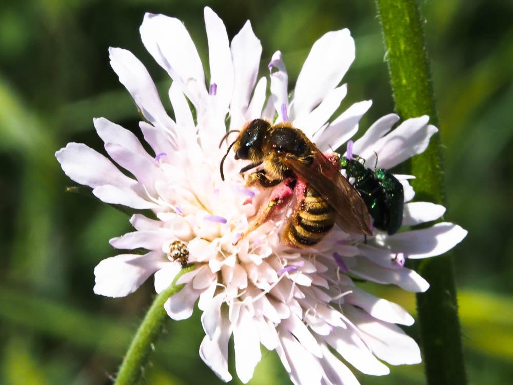 Halictus scabiosae (Rossi, 1790)