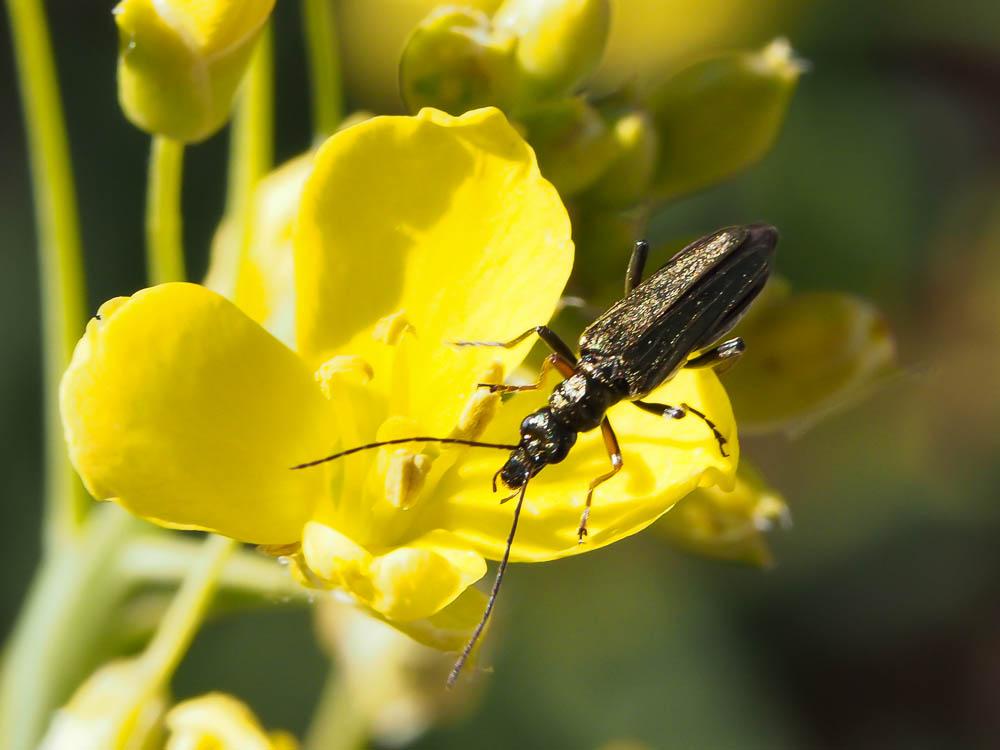  Oedemera flavipes (Fabricius, 1792)