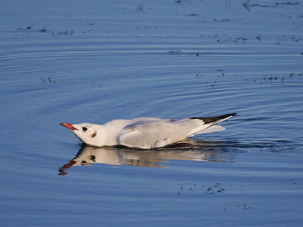Mouette rieuse Chroicocephalus ridibundus (Linnaeus, 1766)