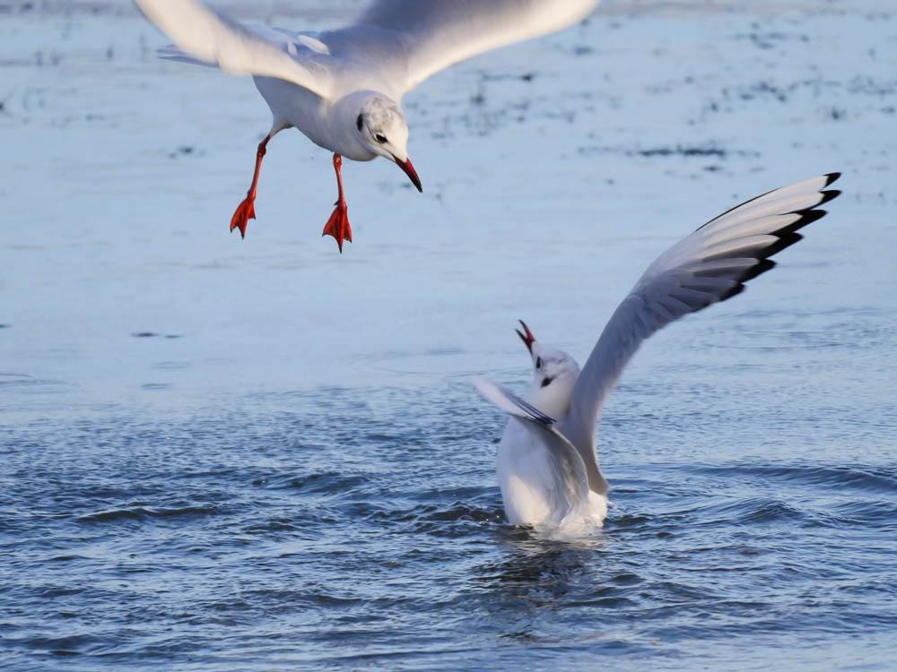 Mouette rieuse Chroicocephalus ridibundus (Linnaeus, 1766)