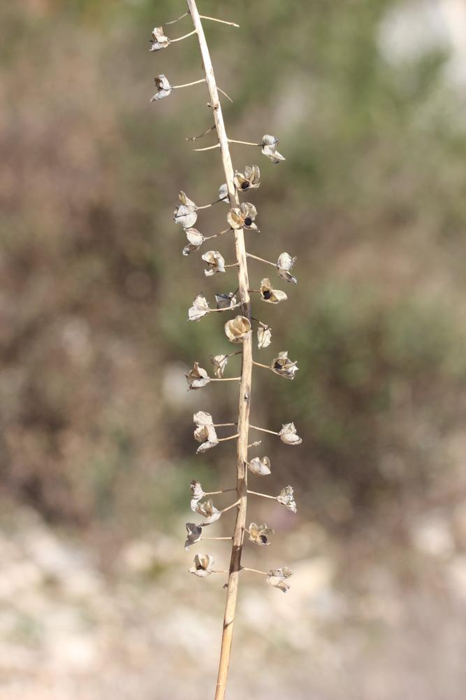 Muscari à toupet, Muscari chevelu Muscari comosum (L.) Mill., 1768