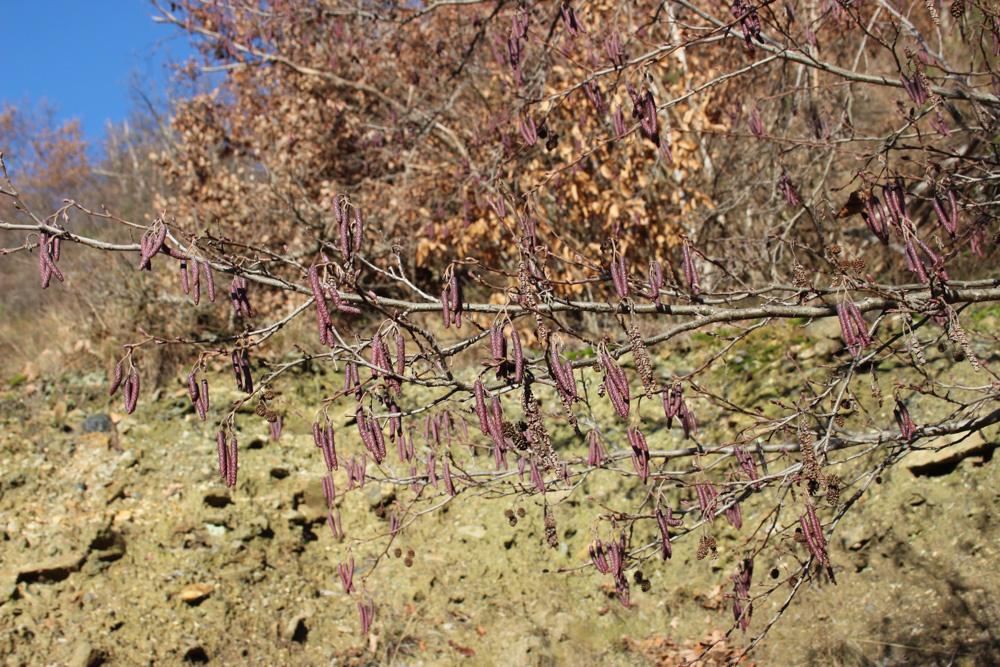 Aulne glutineux, Verne Alnus glutinosa (L.) Gaertn., 1790