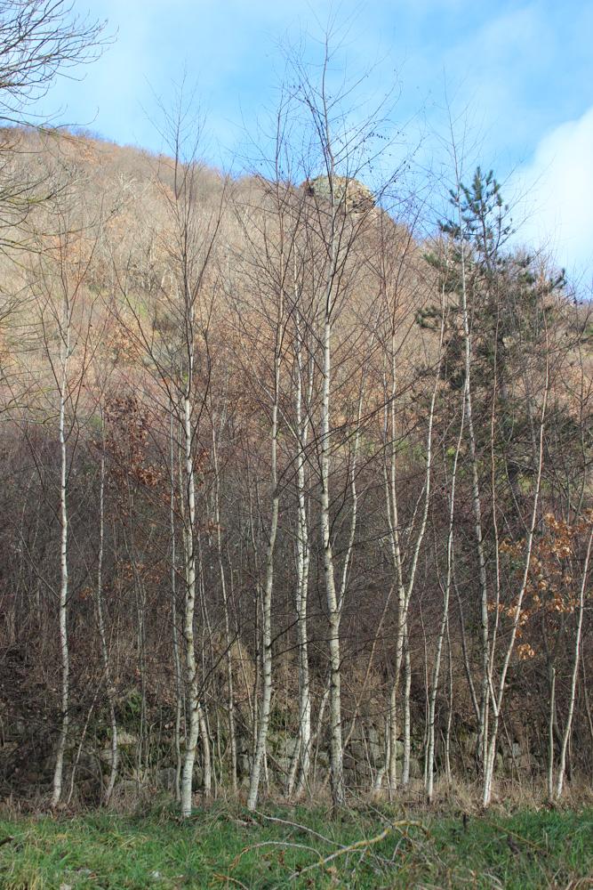 Bouleau verruqueux Betula pendula Roth, 1788