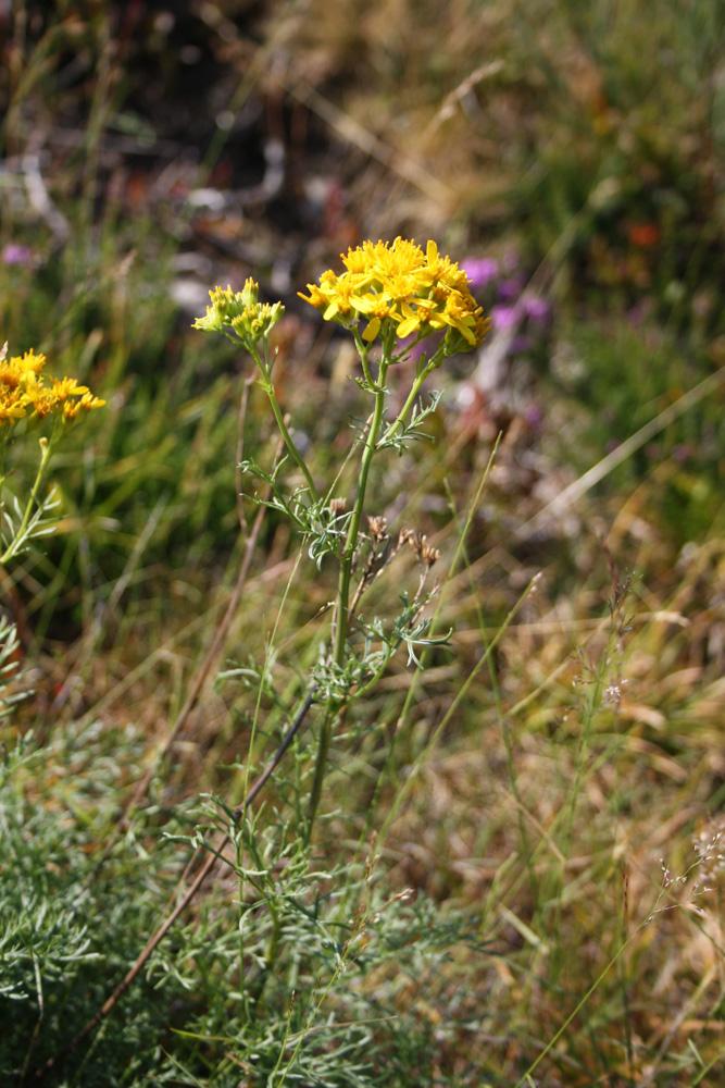 Séneçon à feuilles d'Adonis Jacobaea adonidifolia (Loisel.) Mérat, 1812