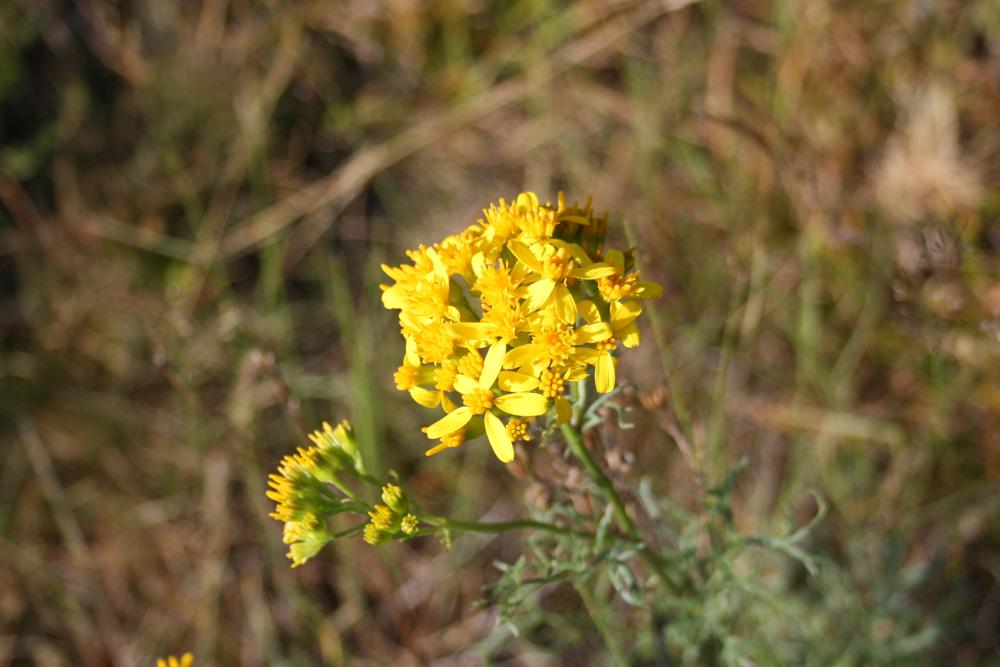 Séneçon à feuilles d'Adonis Jacobaea adonidifolia (Loisel.) Mérat, 1812