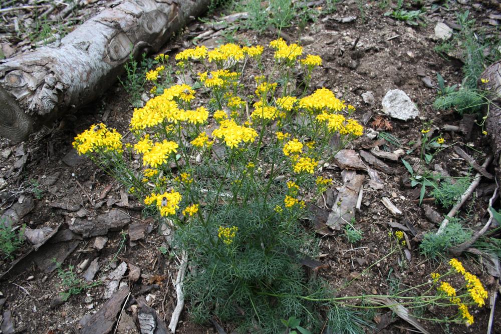 Séneçon à feuilles d'Adonis Jacobaea adonidifolia (Loisel.) Mérat, 1812