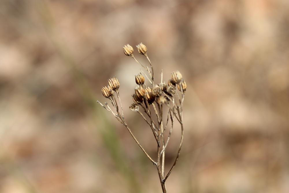 Séneçon à feuilles d'Adonis Jacobaea adonidifolia (Loisel.) Mérat, 1812