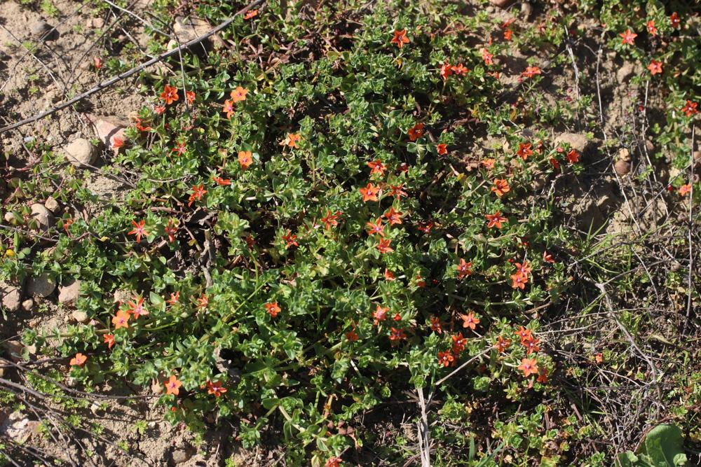 Mouron rouge, Fausse Morgeline Lysimachia arvensis (L.) U.Manns & Anderb., 2009