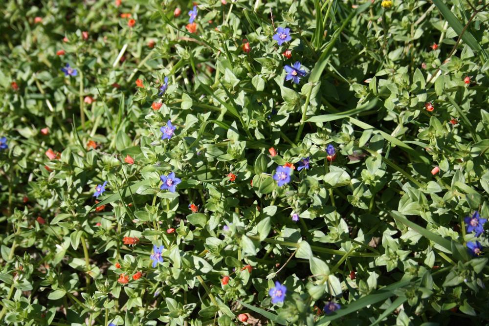 Mouron rouge, Fausse Morgeline Lysimachia arvensis (L.) U.Manns & Anderb., 2009