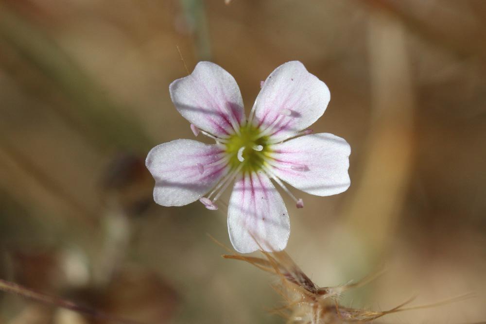 Oeillet saxifrage, Oeillet des rochers Petrorhagia saxifraga (L.) Link, 1829