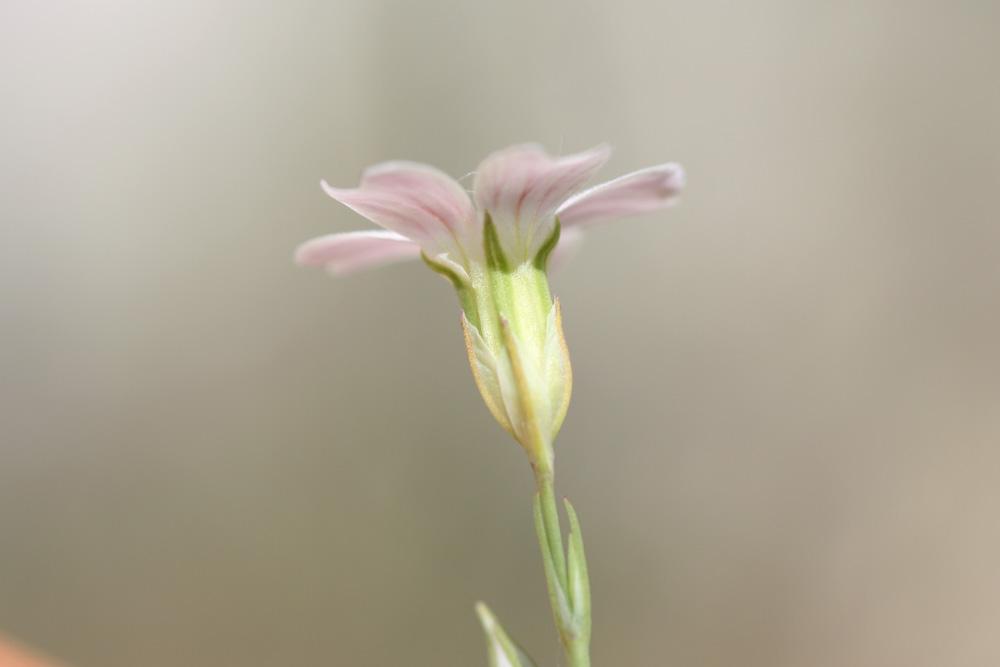 Oeillet saxifrage, Oeillet des rochers Petrorhagia saxifraga (L.) Link, 1829