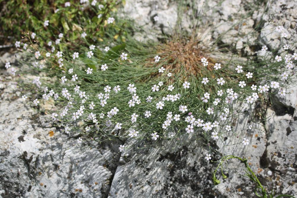 Oeillet saxifrage, Oeillet des rochers Petrorhagia saxifraga (L.) Link, 1829