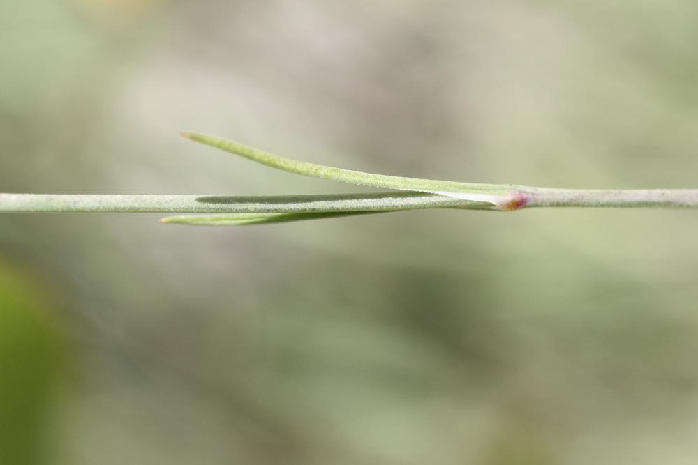 Oeillet saxifrage, Oeillet des rochers Petrorhagia saxifraga (L.) Link, 1829