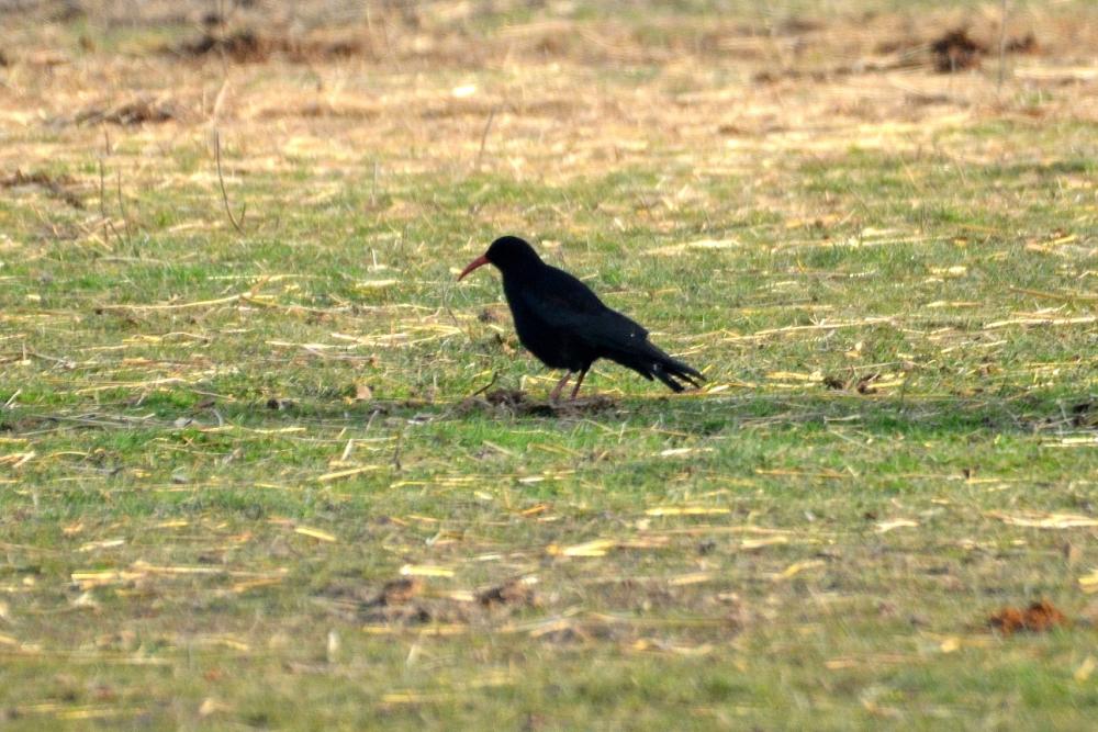 Crave à bec rouge Pyrrhocorax pyrrhocorax (Linnaeus, 1758)