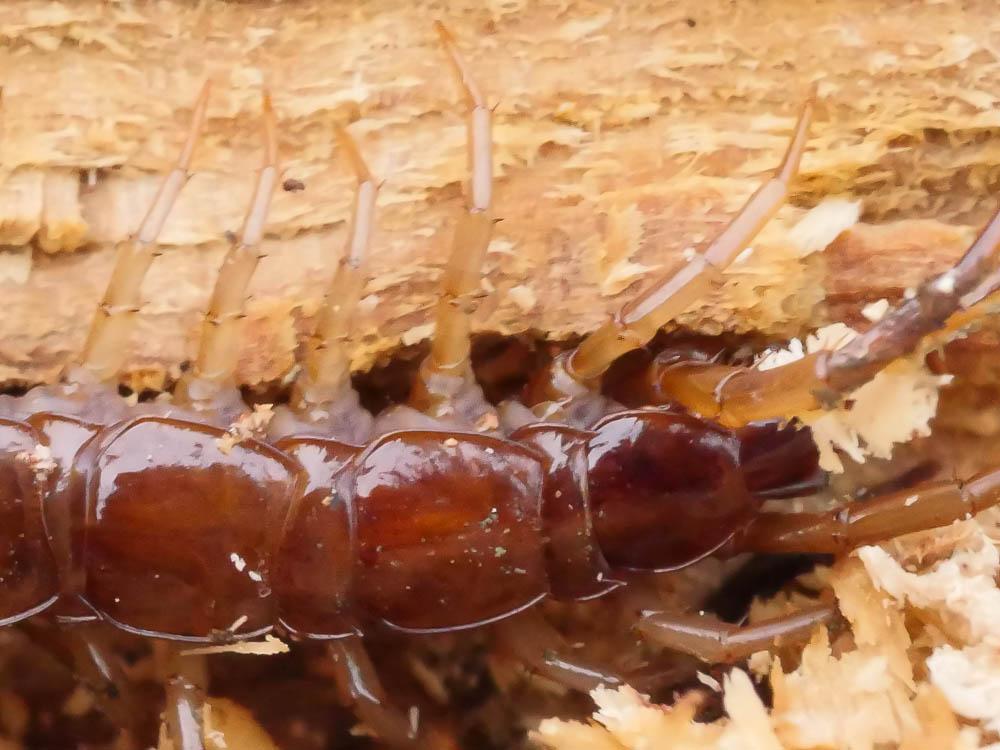 Lithobius forficatus (Linnaeus, 1758)