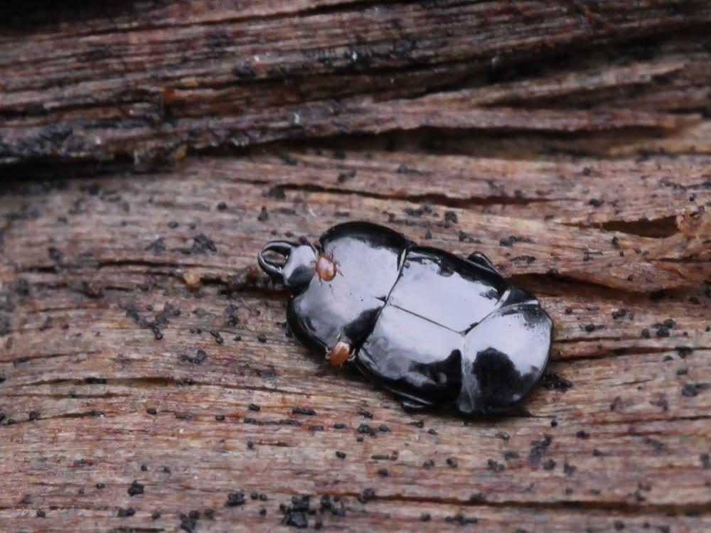 Hololepta plana (Sulzer, 1776)