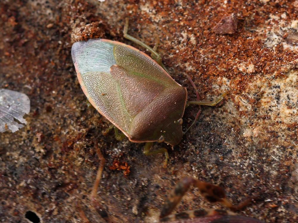  Piezodorus lituratus (Fabricius, 1794)