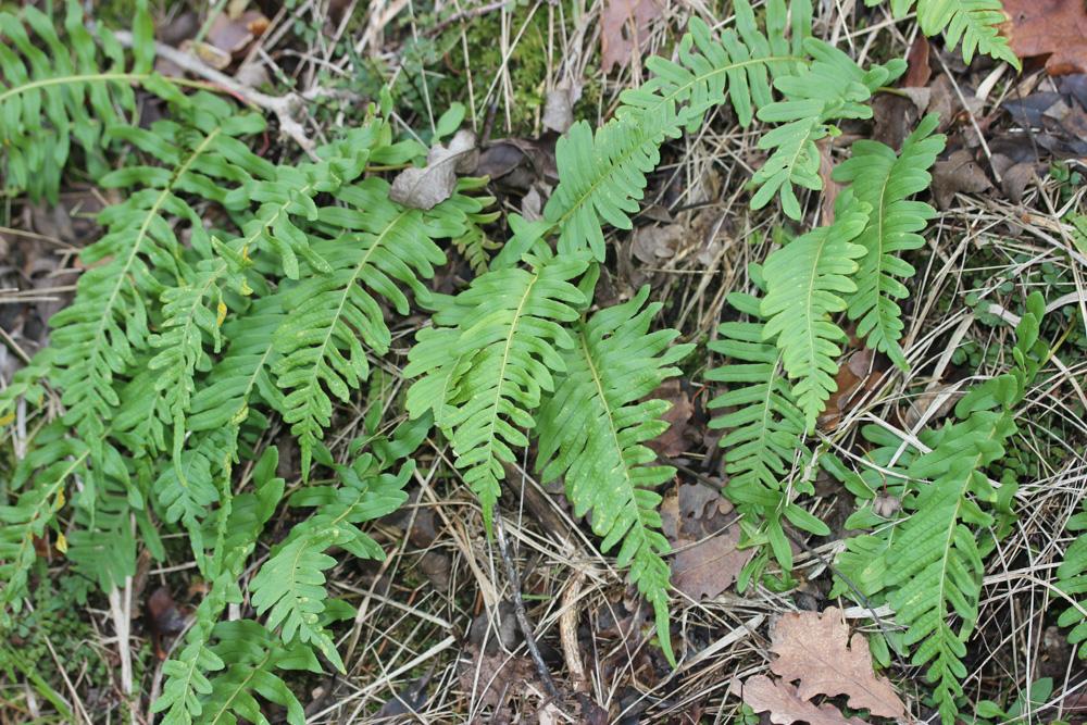 Polypode intermédiaire Polypodium interjectum Shivas, 1961